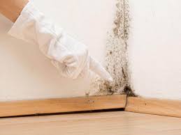 Best Commercial Mold Inspection  in Steep Falls, ME